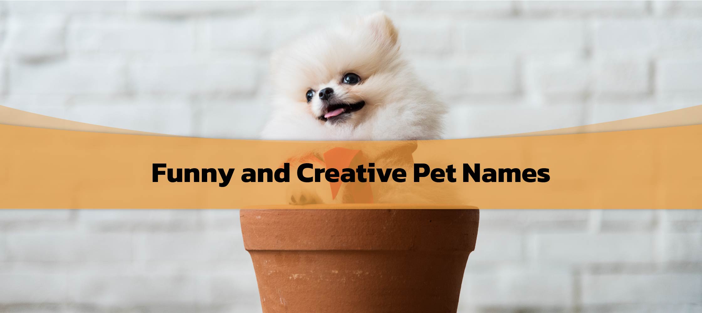 Funny and Creative Pet Names