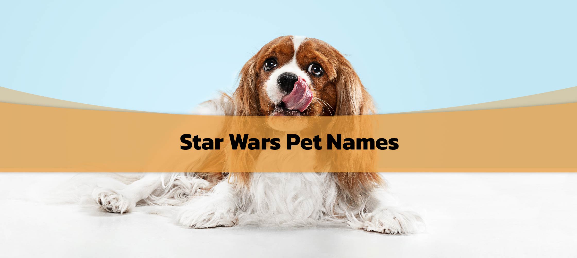 Star Wars Pet Names