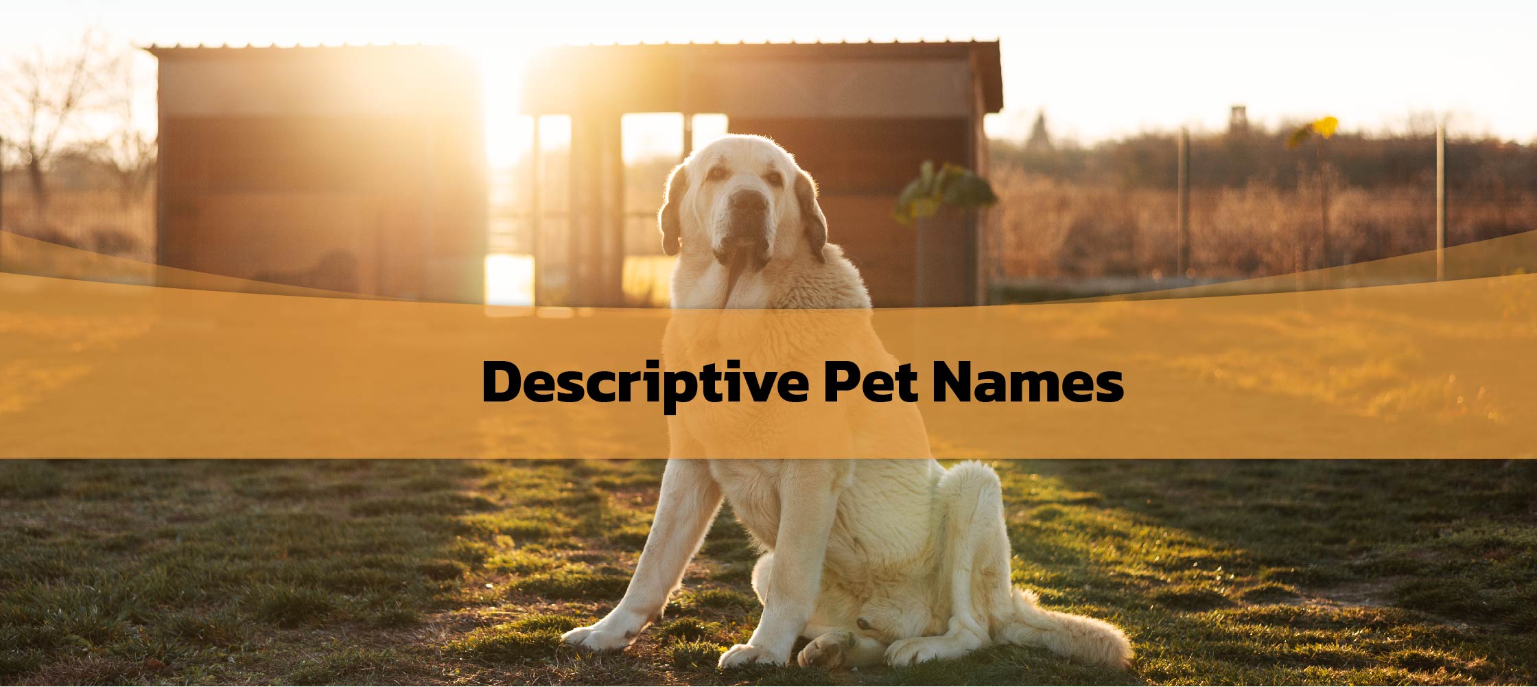 Descriptive Pet Names