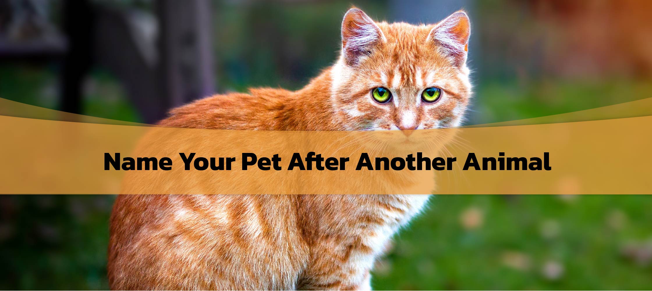 400+ Pet Name Ideas that are Adorable and Cute UNI