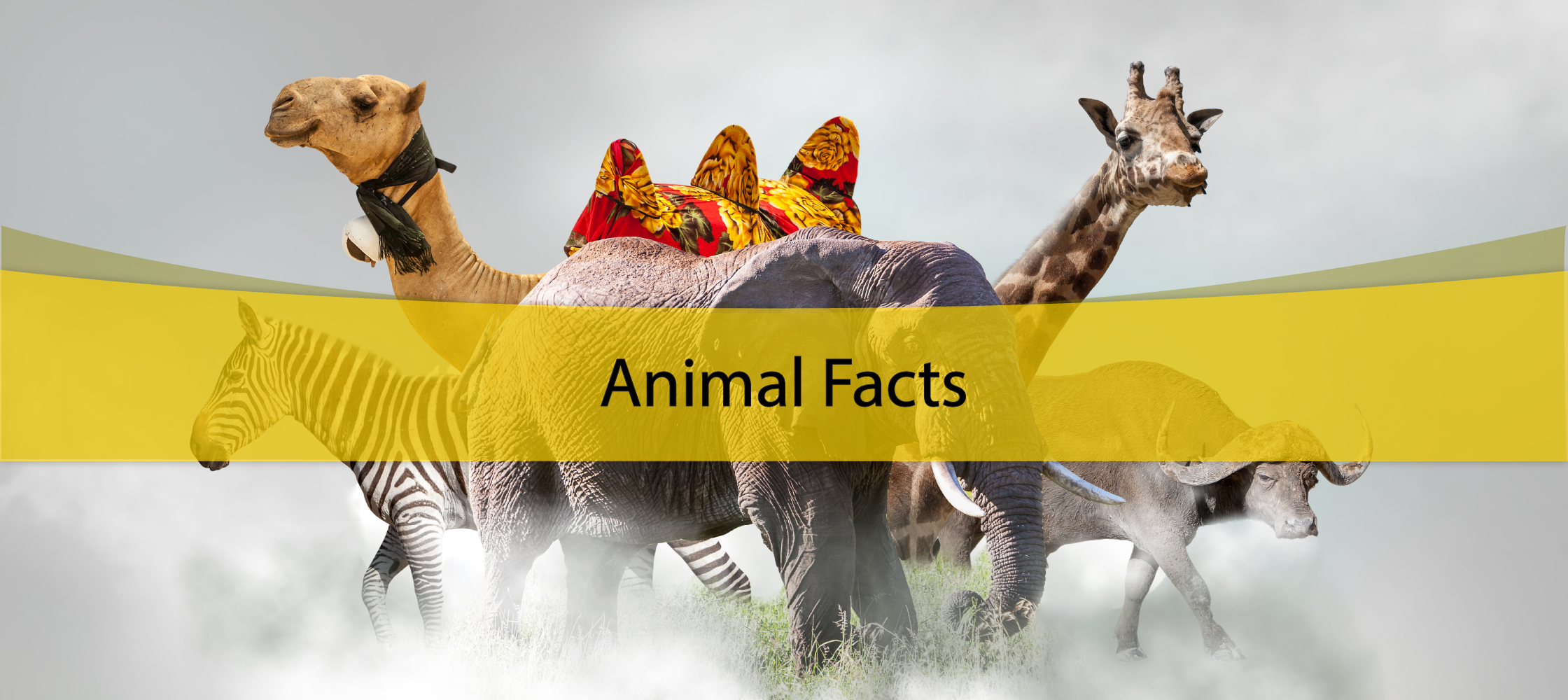 Animal Facts