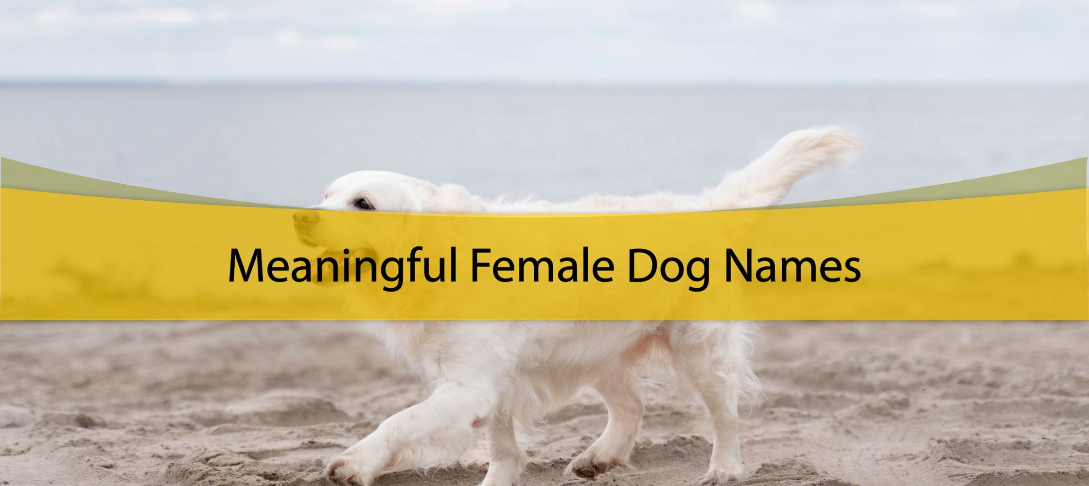 400-girl-dog-name-ideas-for-your-furry-friend-uni