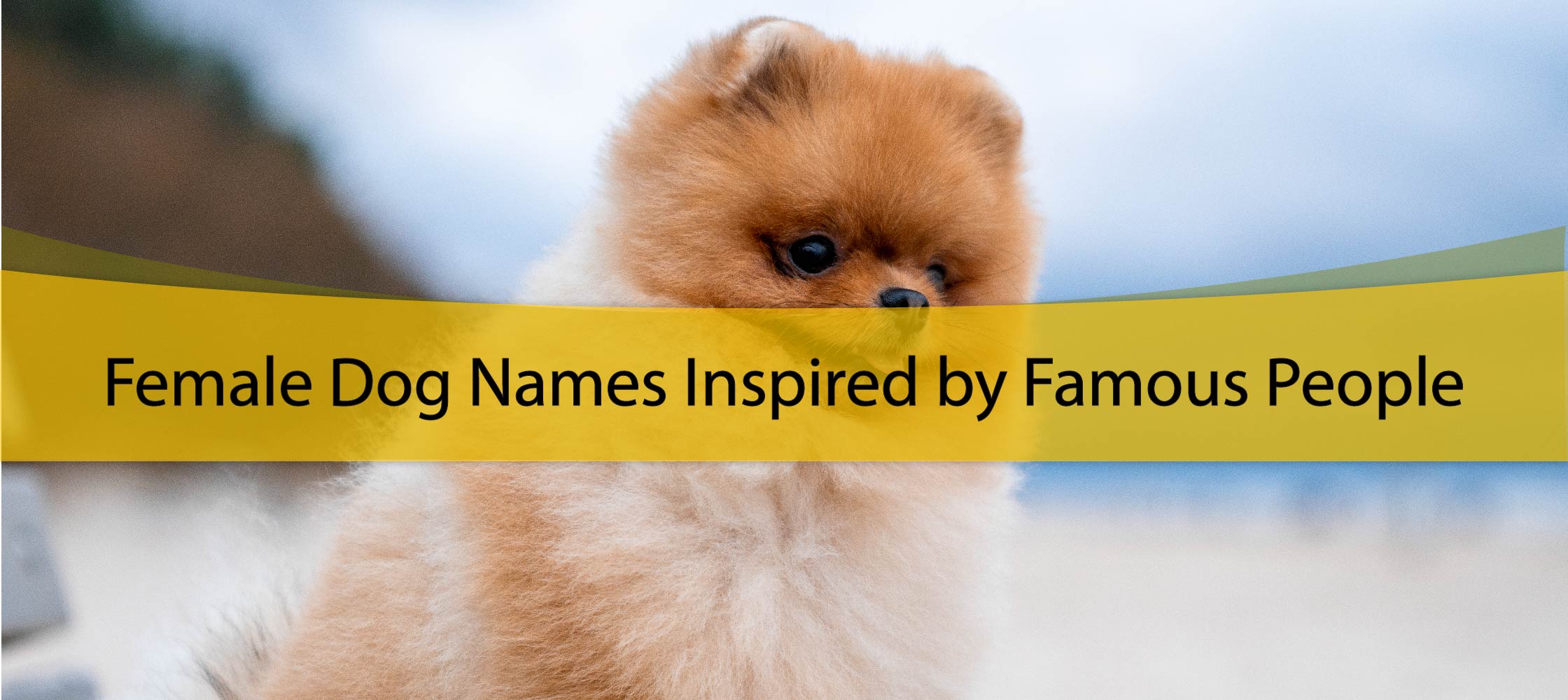 Female Dog Names Inspired by Famous People