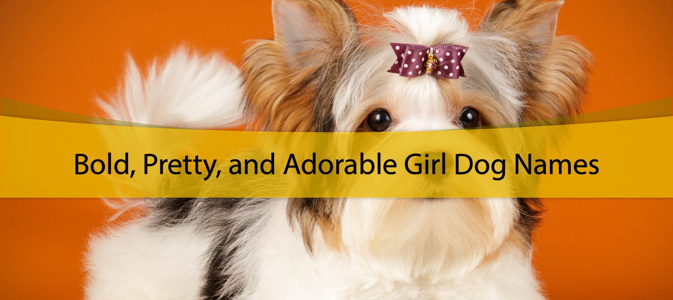 400+ Girl Dog Name Ideas For Your Furry Friend - UNI