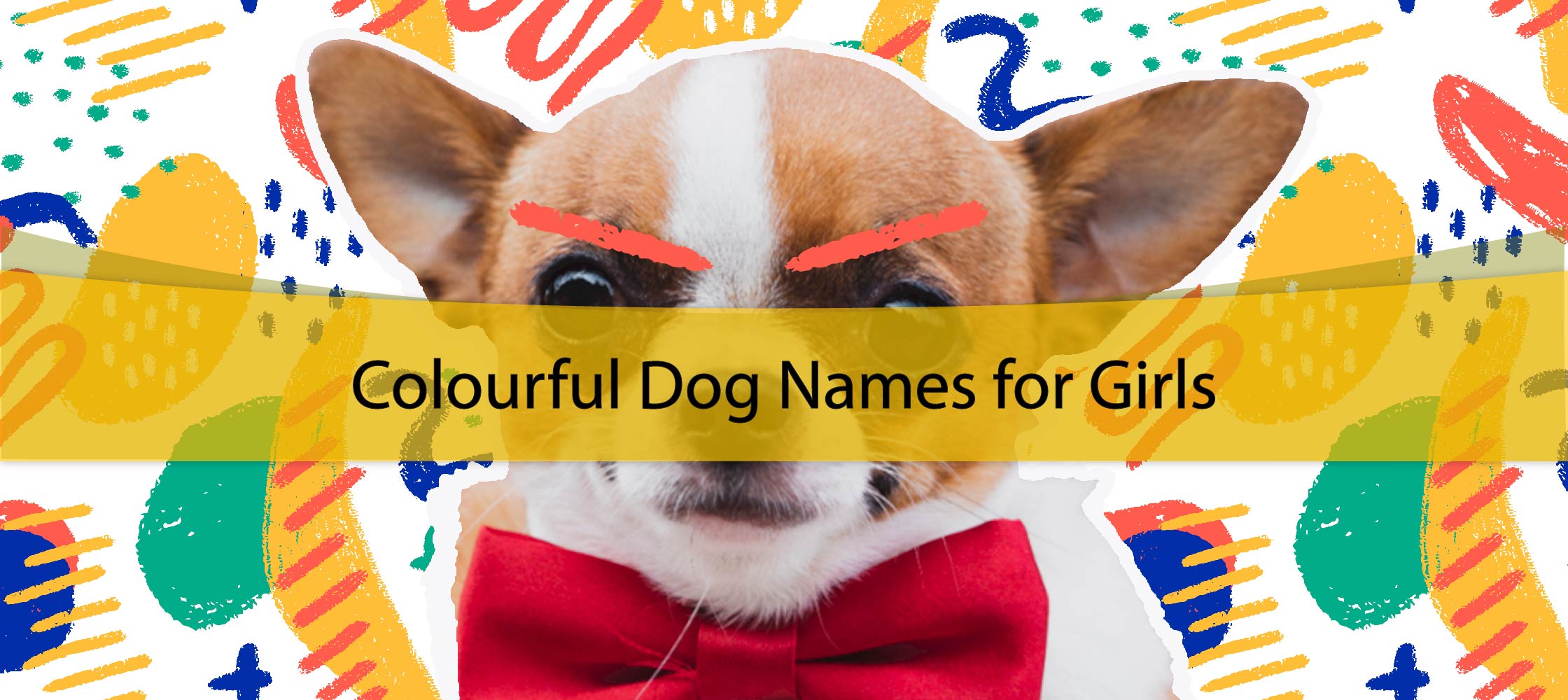 Colourful Dog Names for Girls