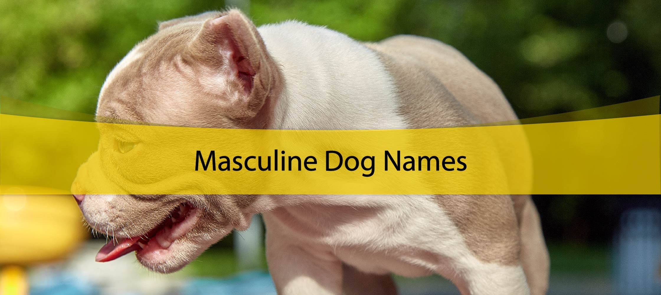 masculine dog names