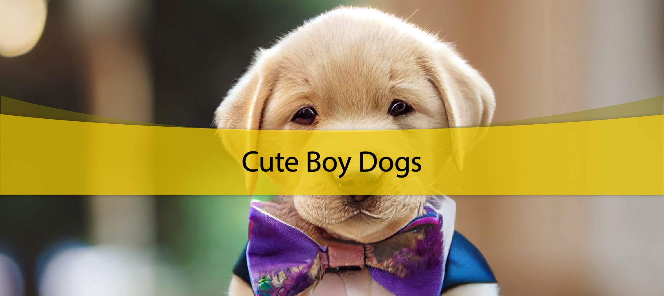 Cute Boy Dogs