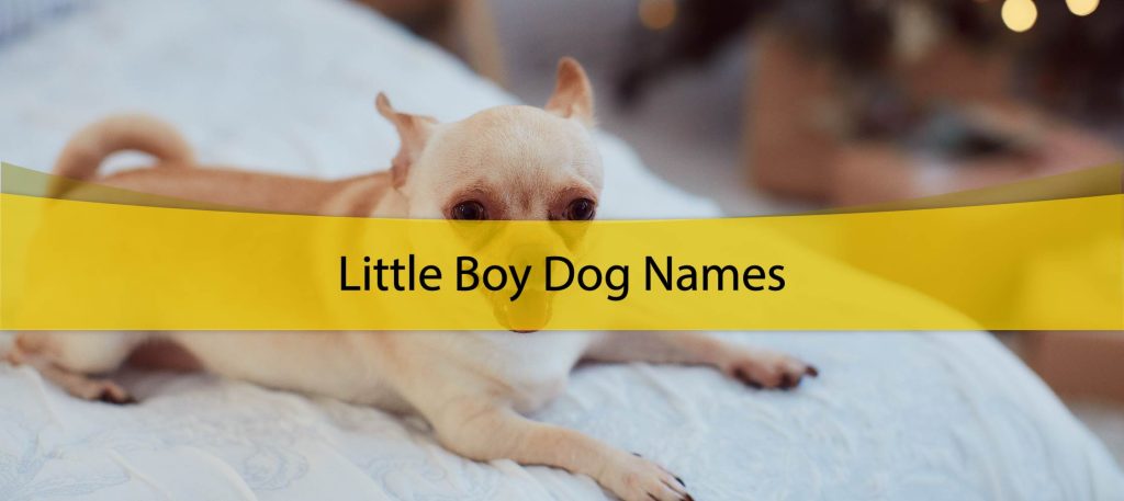 450-male-dog-names-ideas-for-pawsomeness-uni