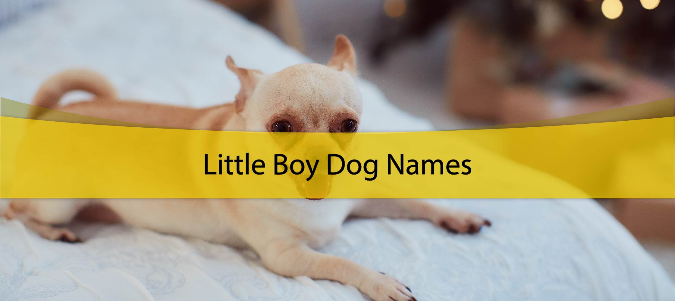 Little Boy Dog Names