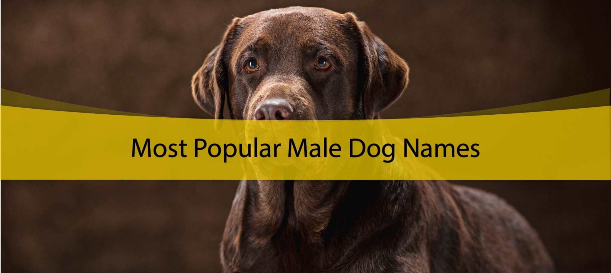 450+ Male Dog Names Ideas for Pawsomeness UNI