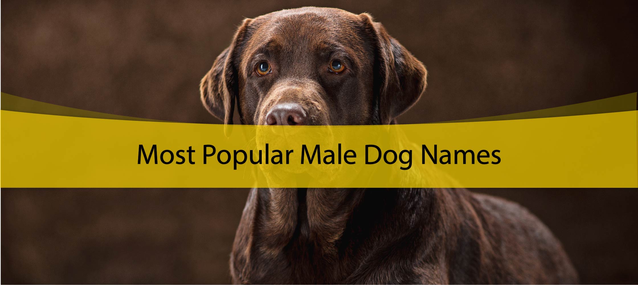 Most Popular Male Dog Names