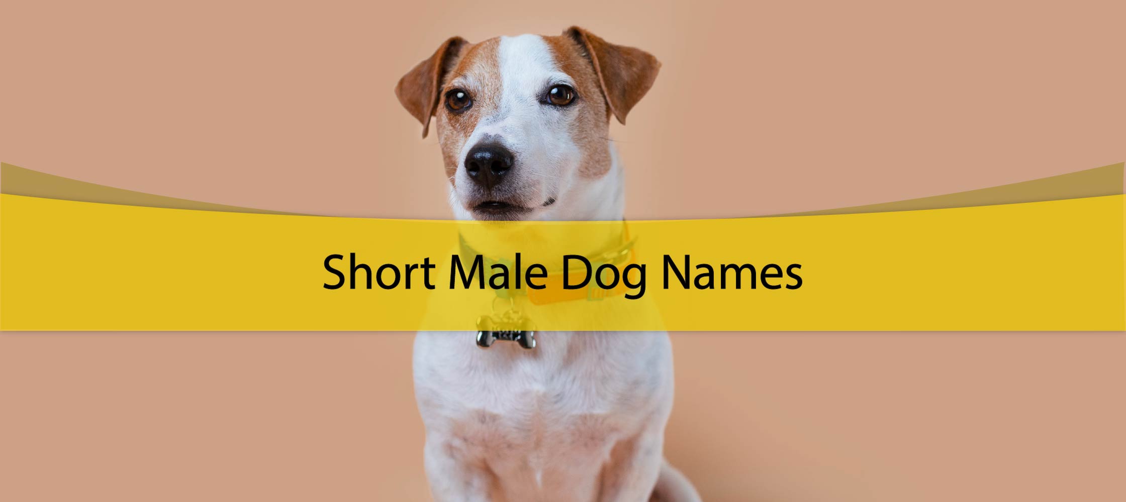 Short Male Dog Names