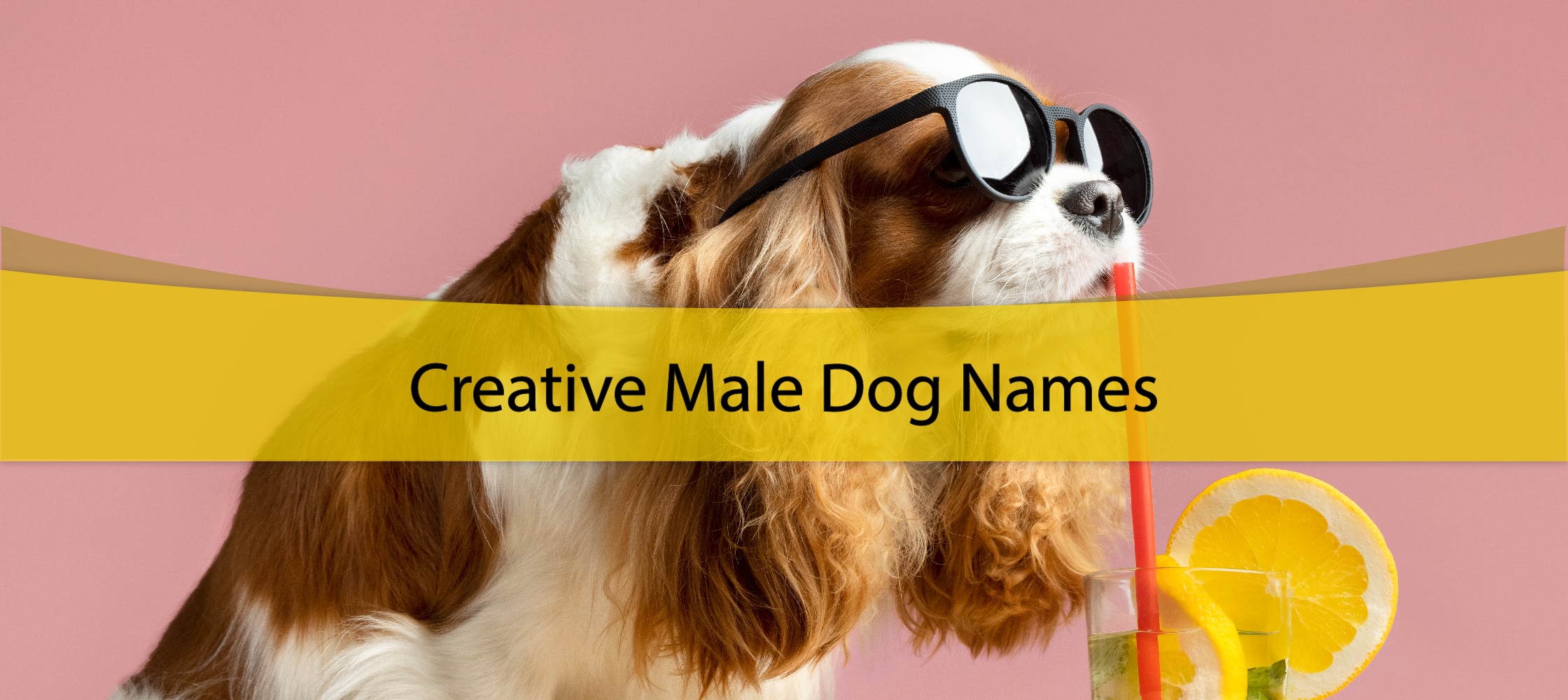 creative male dog names