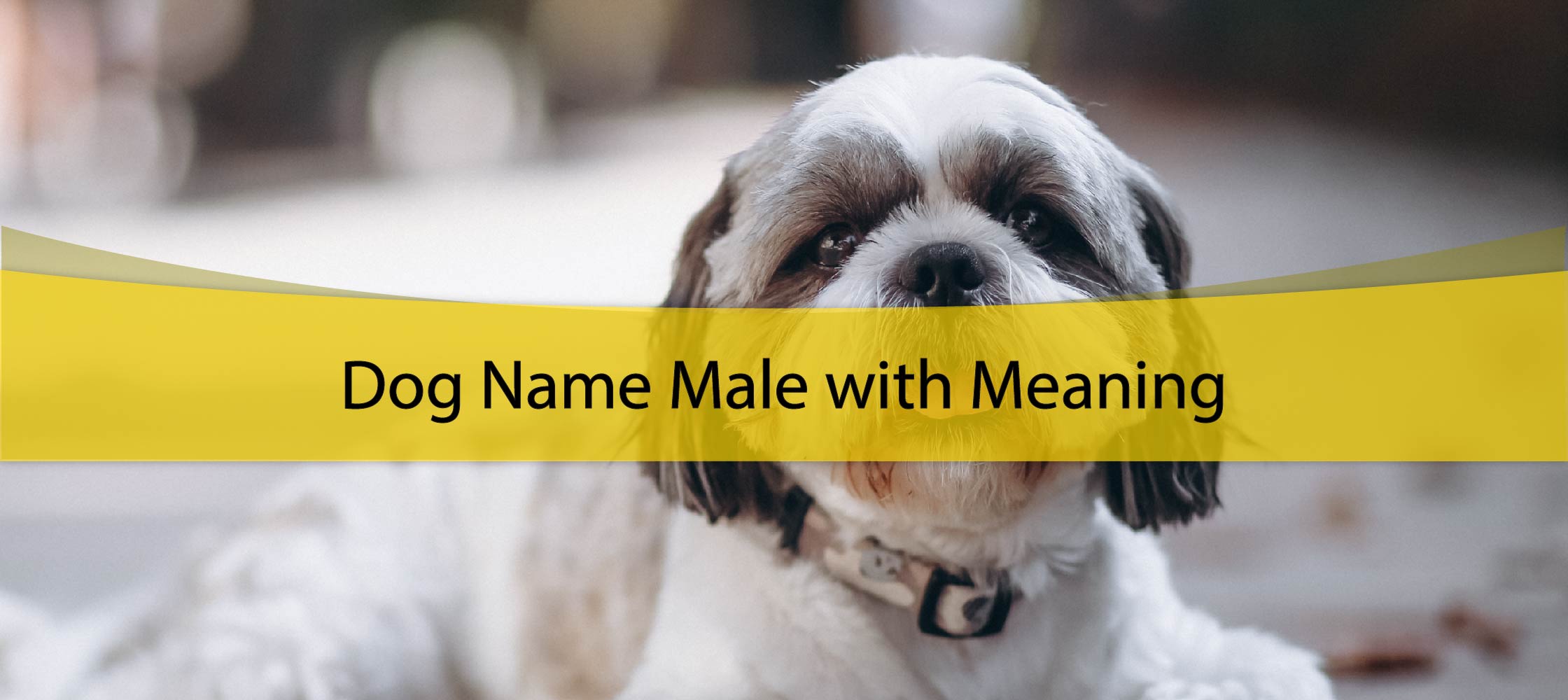 dog names male with meanings