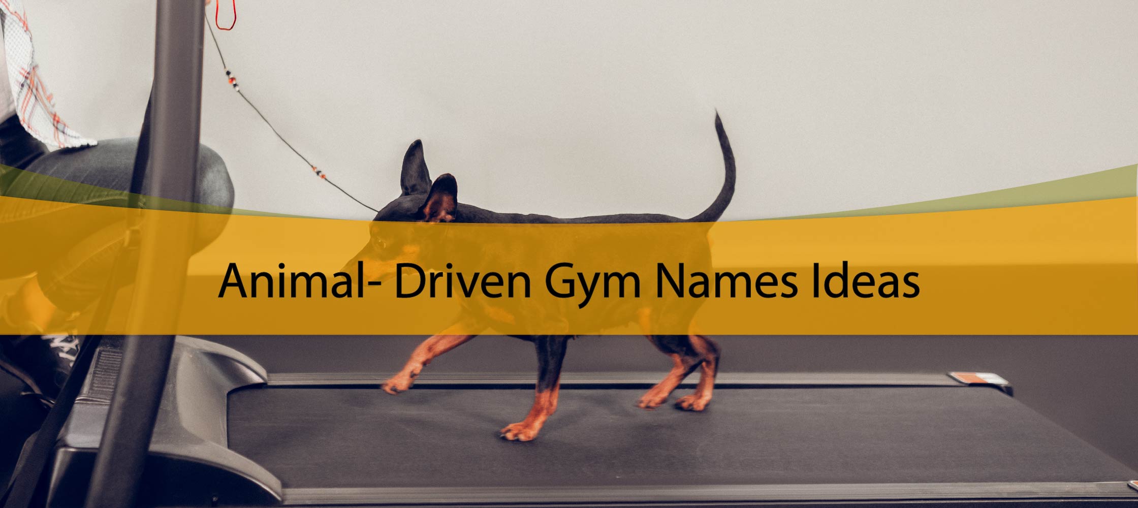 Animal-Driven Gym Names Ideas